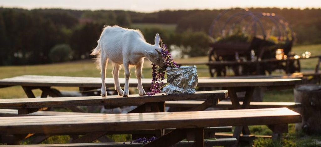 Something Beautiful - Charlotte Mason Educational Retreat